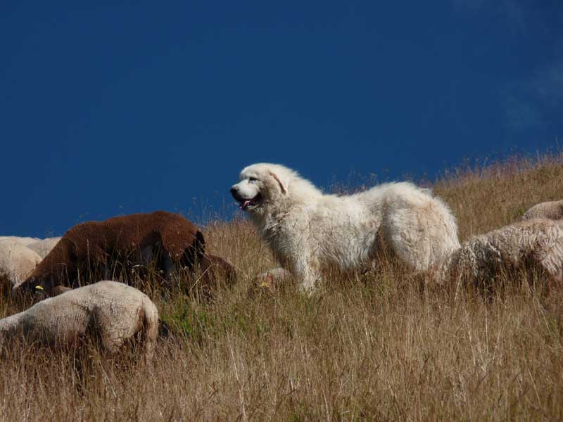 Le Patou des Pyrénées